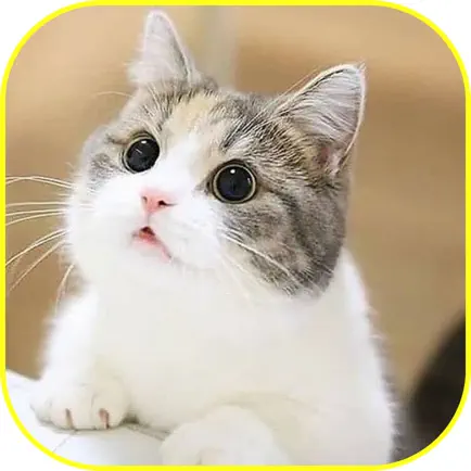 Lovely Cat Wallpapers! Читы