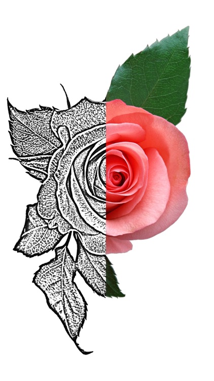 Tattoo Stencil