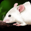 Rat Dissection - GP Strategies Corporation