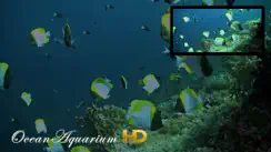 Ocean Aquarium HD iPhone image 1
