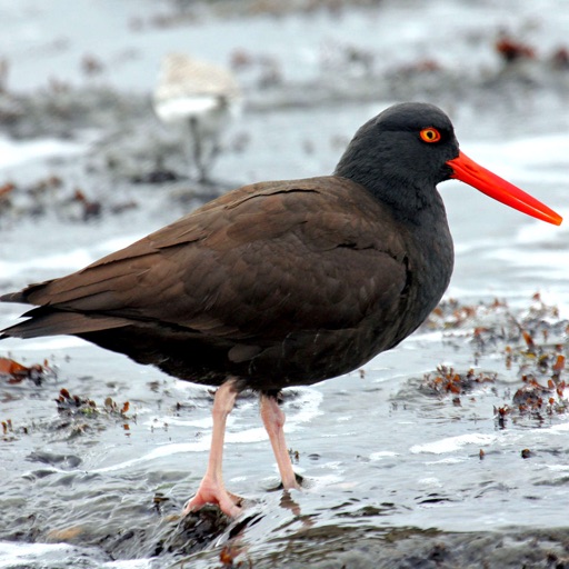 Birds of North America: Sounds