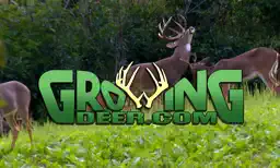 GrowingDeer app icon