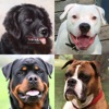 Dogs Quiz: Photos of Cute Pets icon