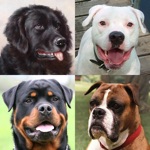 Download Dogs Quiz: Photos of Cute Pets app