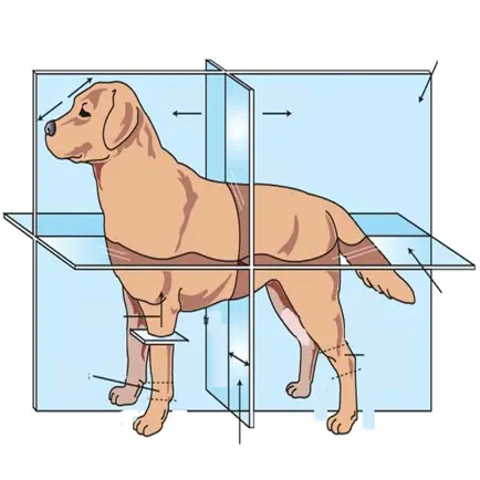 Veterinary Anatomy Quizzes Читы