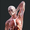 Irusu Human Anatomy icon