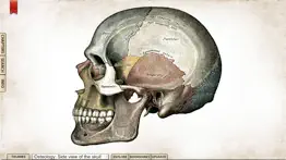 gray's anatomy student edition айфон картинки 2