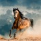 Beautiful horse wallpapers hd are now in one app