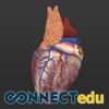 Anatomy Of The Human Heart
