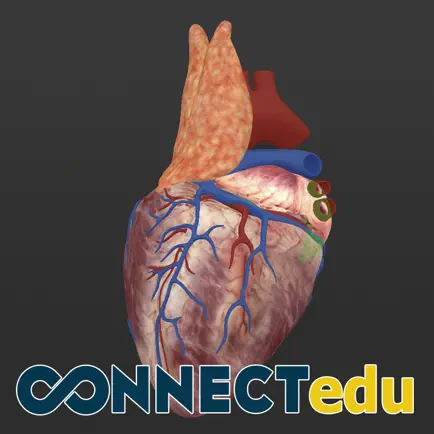 Anatomy Of The Human Heart Cheats