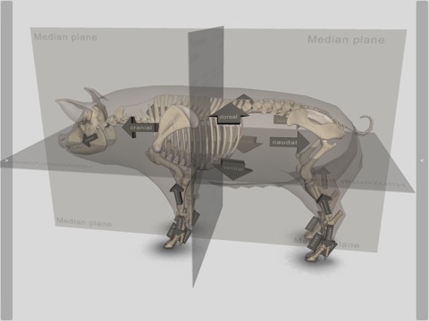 3D Pig Anatomyのおすすめ画像4