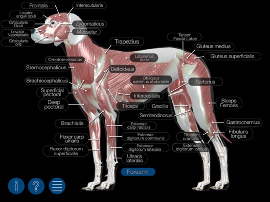 Screenshot #1 for Dog Anatomy: Canine 3D