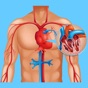 Cardiovascular System Quizzes app download