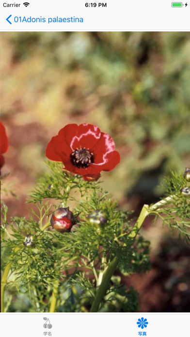 Israeli Flowers screenshot 3