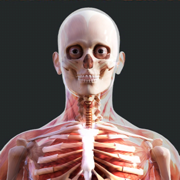 Human Anatomy 4D-Mixed Reality