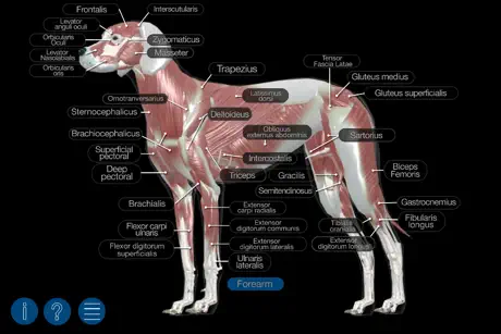 Dog Anatomy: Canine 3D
