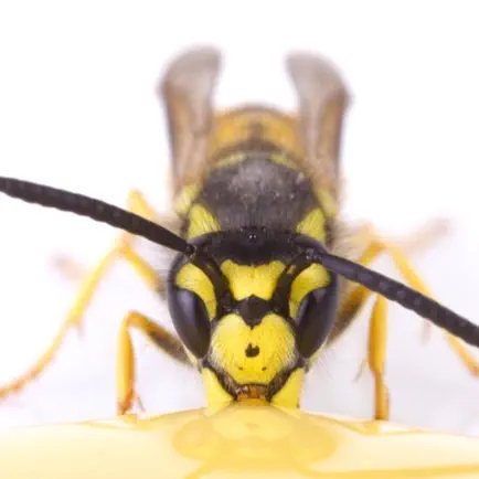 Mad Wasp Radio Читы