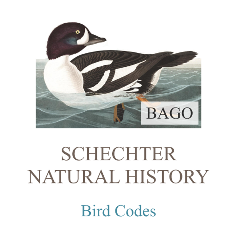 ABA/AOU Bird Codes