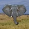 The best elephant sounds, remastered for maximum quality and normalised volume