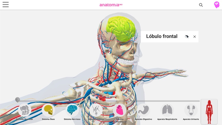 Anatomía 360