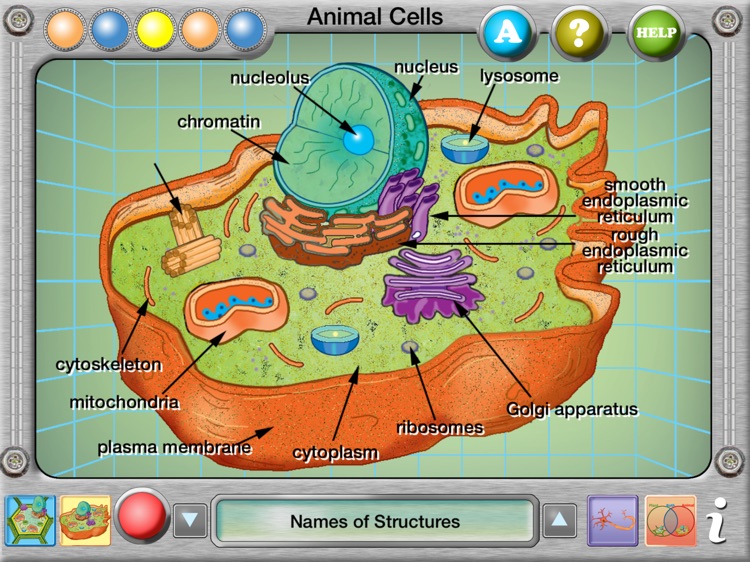 Plant and Animal Cells screenshot-3