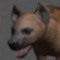 www