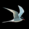 NatureGuides Ltd. - Collins Bird Guide アートワーク