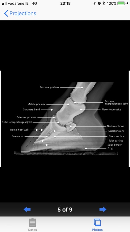 Equine Radiography