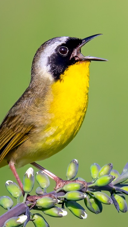 Merlin Bird ID by Cornell Lab