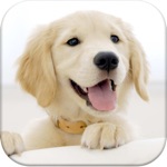 Download Dog Pairs - Match puppies! app