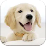 Dog Pairs - Match puppies! App Contact