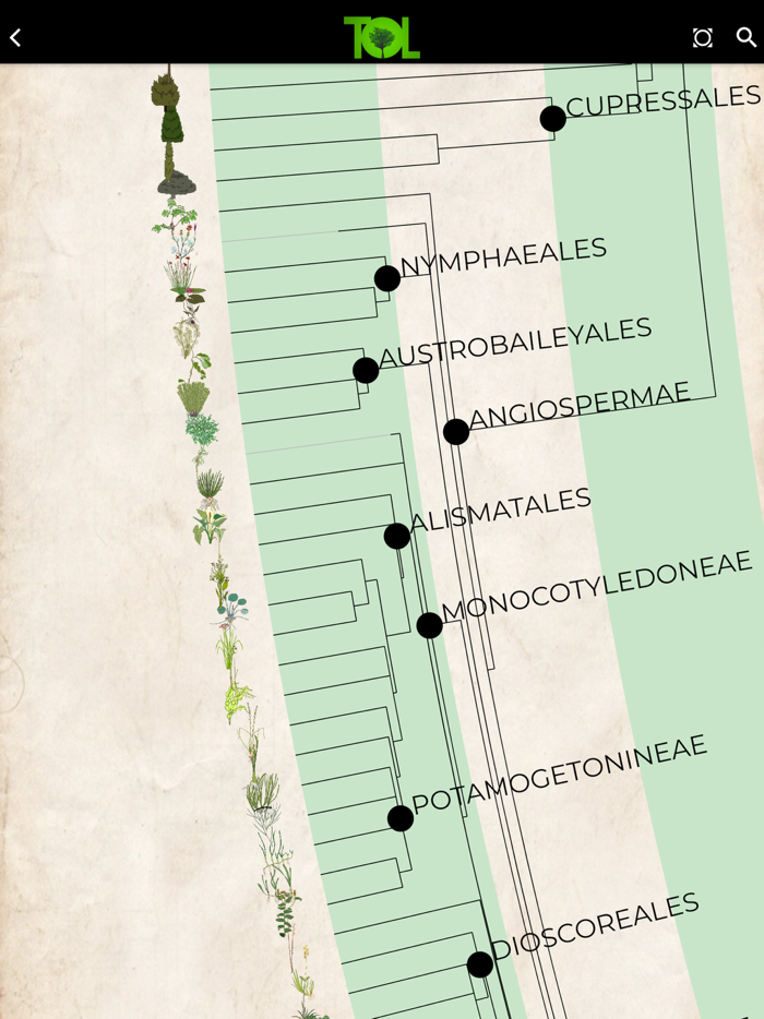 Tree of Life - ToL App