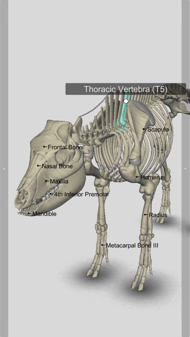 3D Pig Anatomyのおすすめ画像7