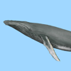 Dolphins and Whales - mydigitalearth.com