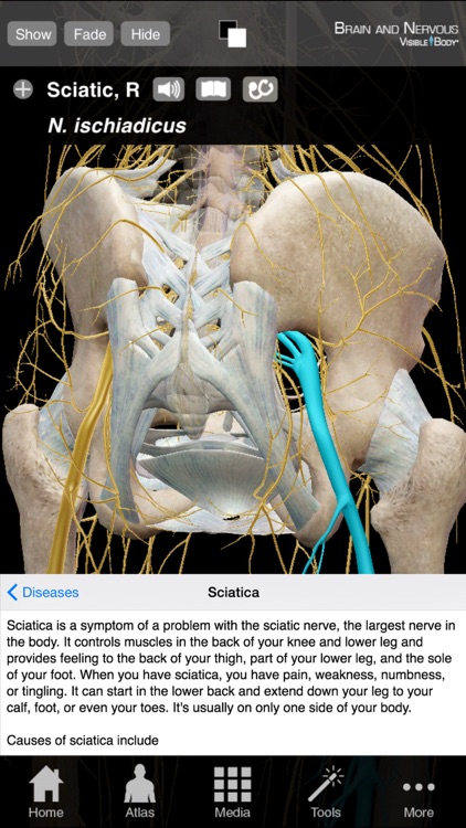 Brain & Nervous Anatomy Olio screenshot-4
