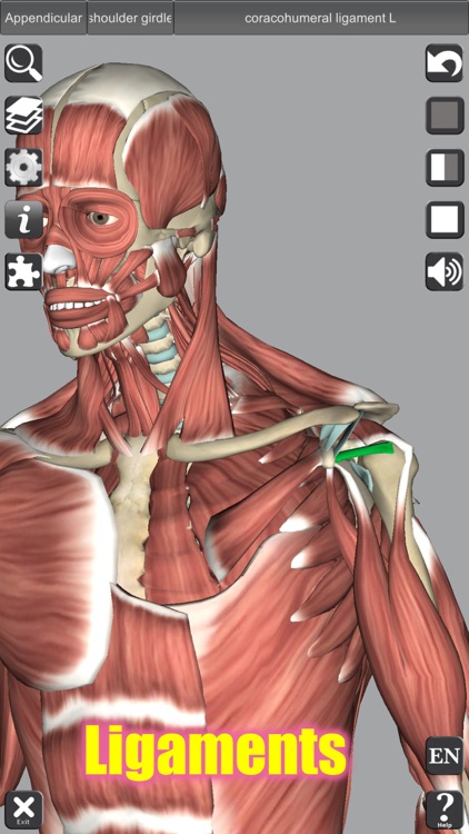 3D Anatomy screenshot-7