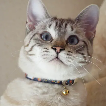 猫飼いシミュレーション Читы