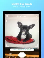 dogphoto - race de chien iPad Captures Décran 1
