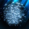 School of fish AR icon