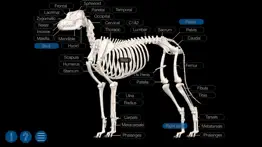 dog anatomy: canine 3d iphone screenshot 3