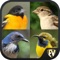Perching Bird Guide app is the perfect Bird Guide with more than 3000 birds in categories like Swallows and Martins, Ovenbirds , Chats and Flycatchers, Birds of Paradise, Honeyeaters etc