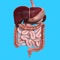 Get digestive anatomy, common diseases, digestive parts diagrams and quizzes