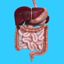 Get Human Digestive System Anatomy for iOS, iPhone, iPad Aso Report