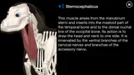 Dog Anatomy: Canine 3D iphone bilder 1