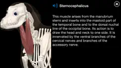 Dog Anatomy: Canine 3D iPhone image 1