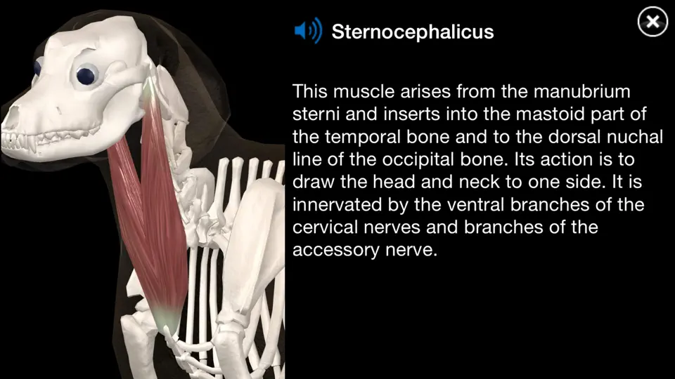 Dog Anatomy: Canine 3D iPhone Screenshot 1