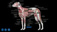Dog Anatomy: Canine 3D iphone bilder 2