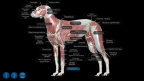 Dog Anatomy: Canine 3D screenshot