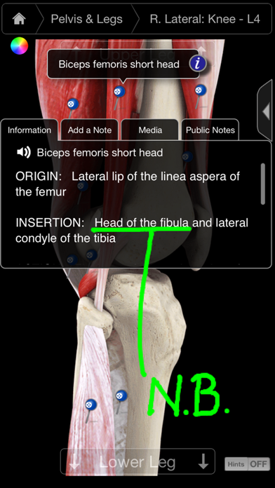 Screenshot #2 pour Muscle System Pro III - iPhone