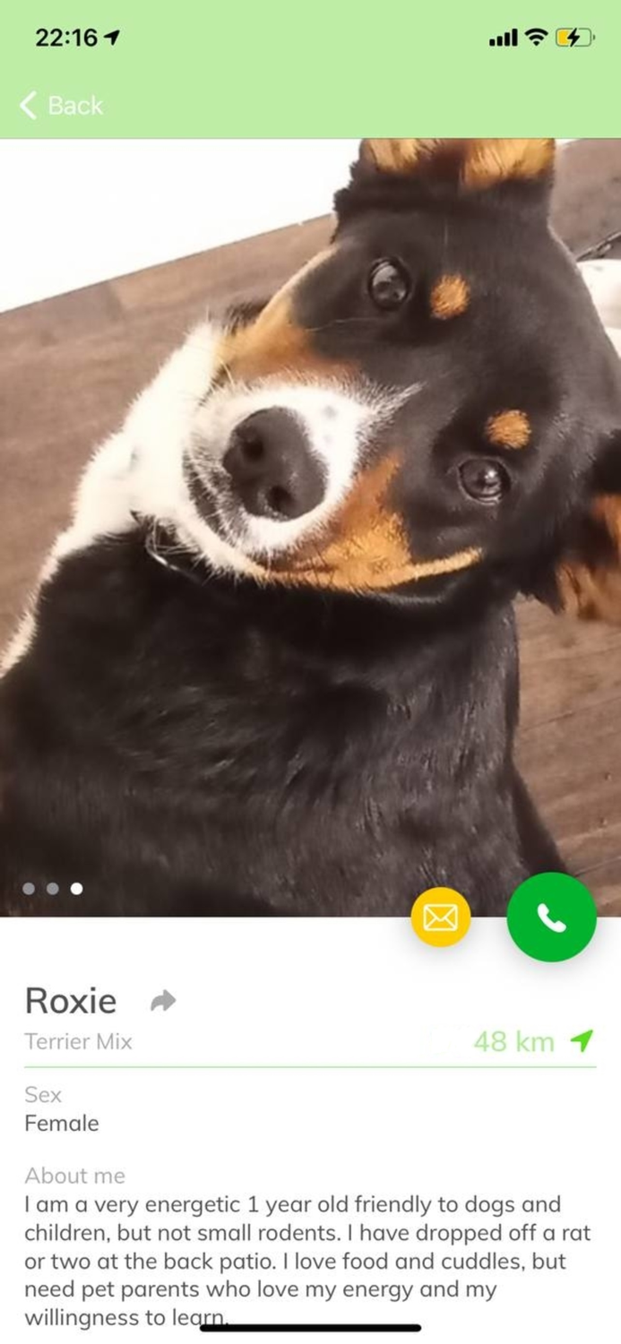 Pets Adoption Adopt Dog Cat